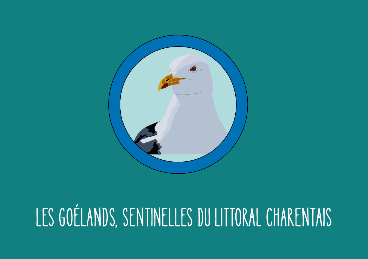 Couverture livret Goélands